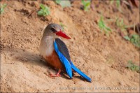 /album/aparjeb/penjari-1-jpg/