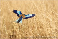 /album/aparjeb/penjari-2-jpg/