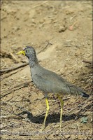 /album/aparjeb/penjari-3-jpg/